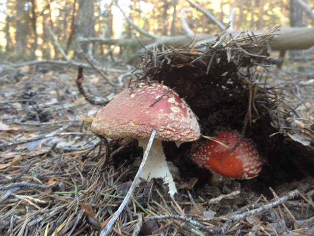 Amanita muscaria (2)